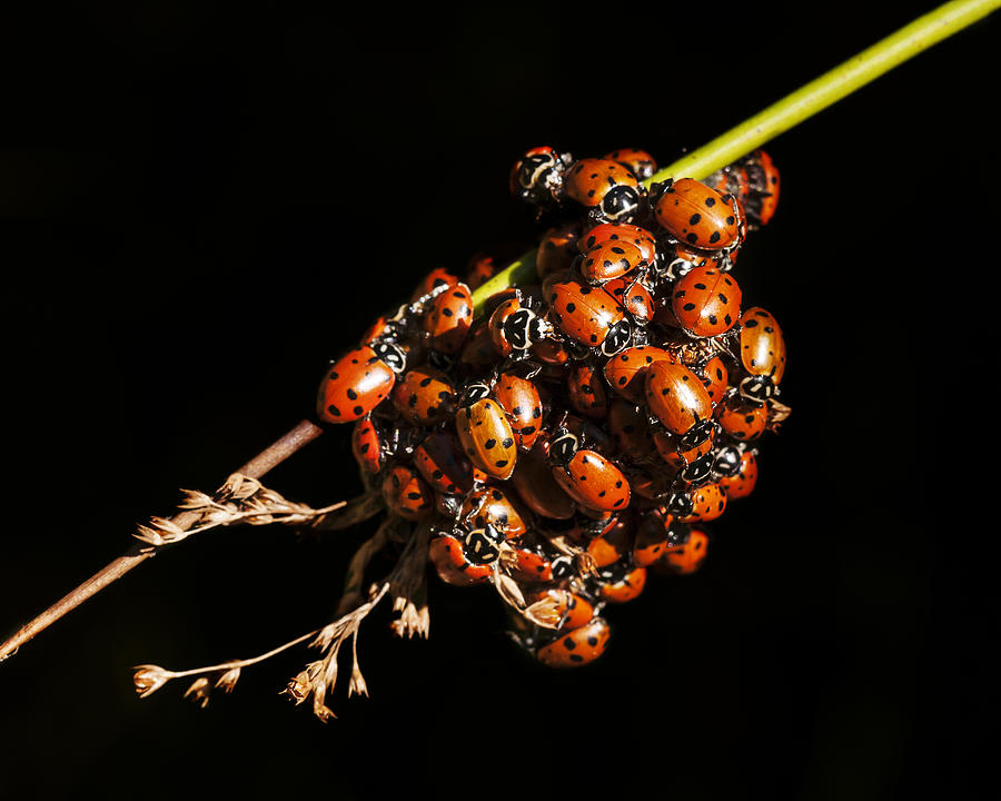 San Bernardino Photograph - A Bunch of Ladybugs by Lee Kirchhevel
