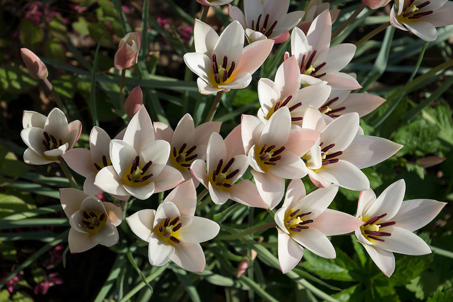 A Bunch of Miniature Tulips Celebrating the Spring Season Photograph by Georgia Mizuleva