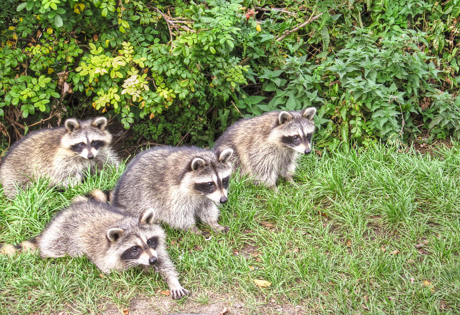 A bunch of naughty raccoons  Photograph by Eti Reid