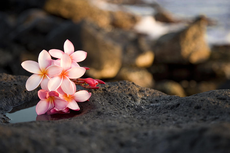 A bundle of pink flowers sitting on rocks Photograph by Shorrocks