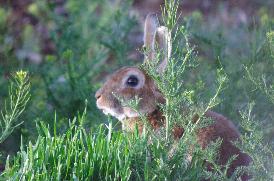 Rabbit Photograph - A Bunny Hiding by Jeff Swan