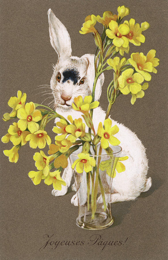 Easter Drawing - A Bunny Poses Picturesquely by Mary Evans Picture Library