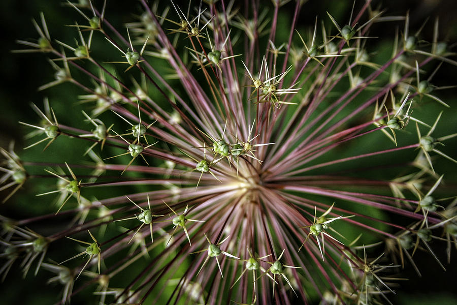 A Burst of Prickly Photograph by CarolLMiller Photography