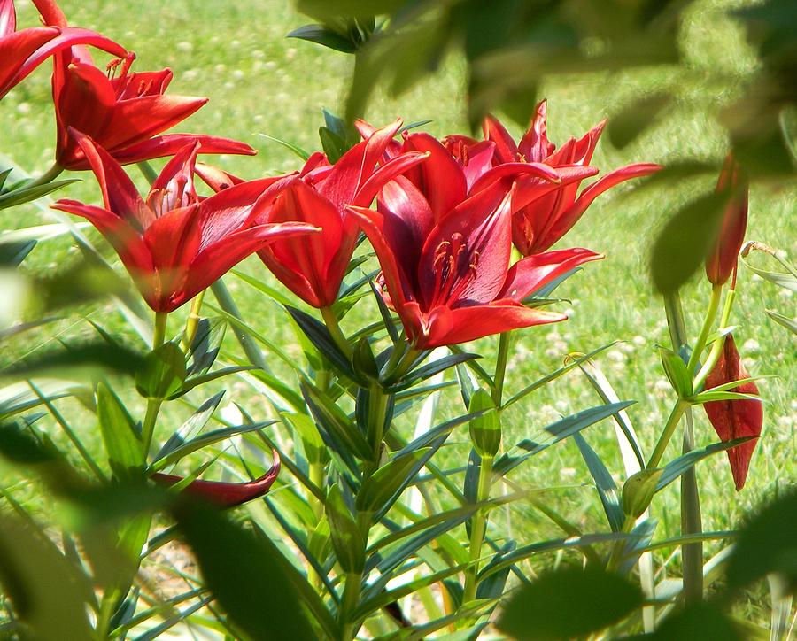 A Burst of Red Photograph by Jean Goodwin Brooks