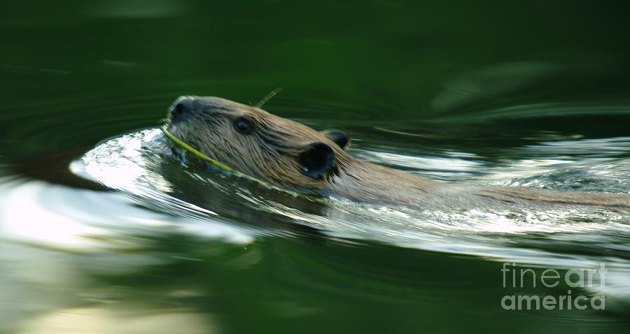 A Busy Beaver  Photograph by Jeff Swan