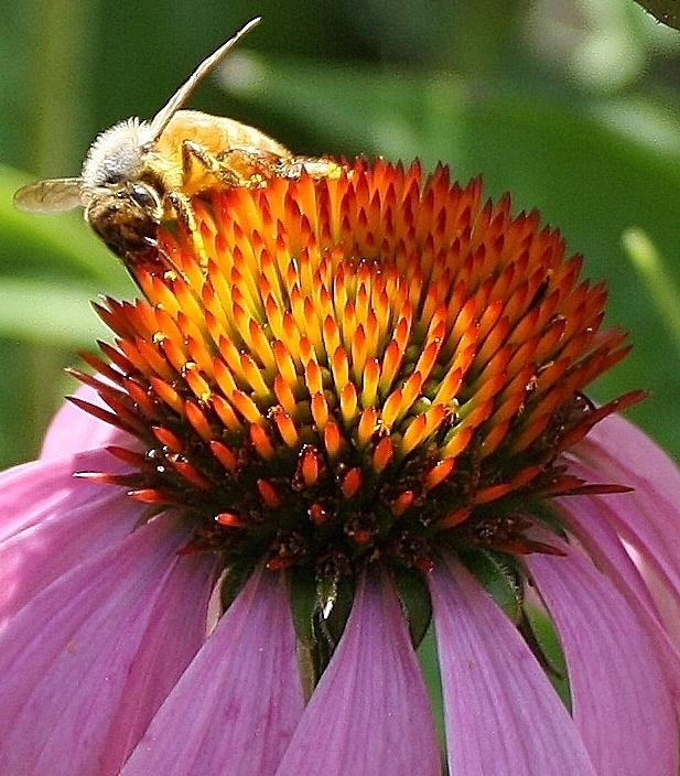 A Busy Bee Photograph by Bruce Bley