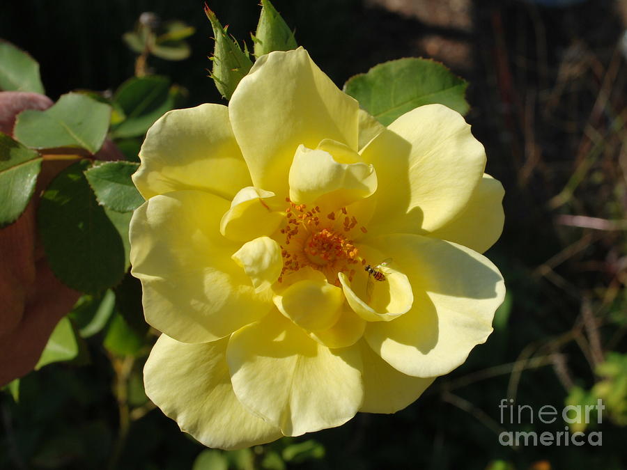 A Busy Bee on a Beautiful Yellow Rose Photograph by Bob Sample