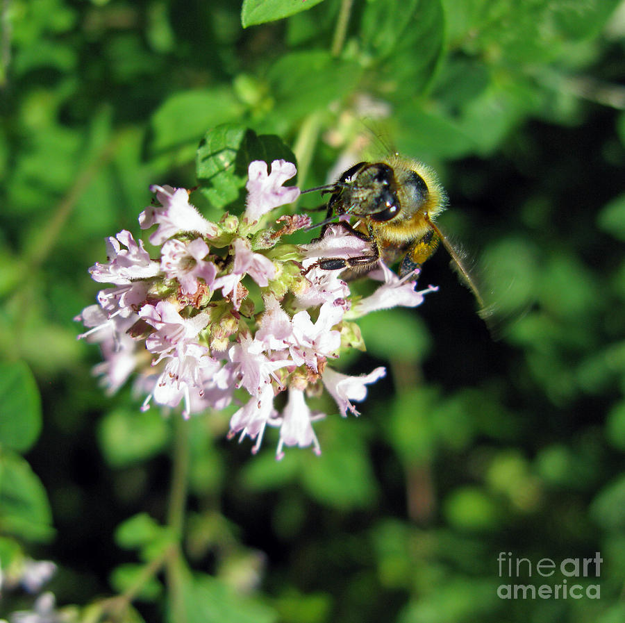 Nature Photograph - A Busy Bee With Big Eyes by Ausra Huntington nee Paulauskaite