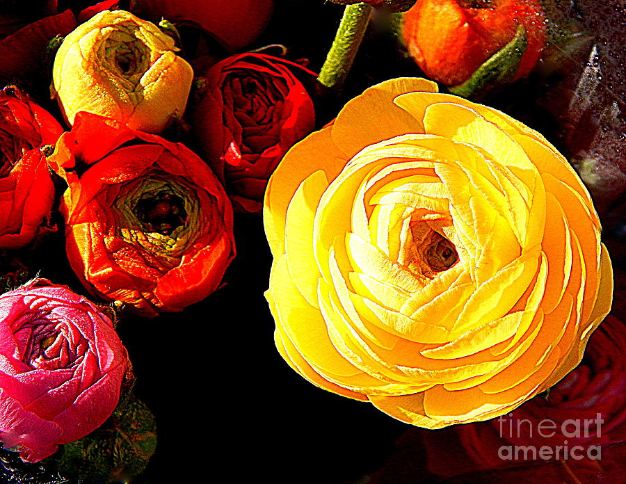 Ranunculus Rose Spring In New Orleans Louisiana Photograph