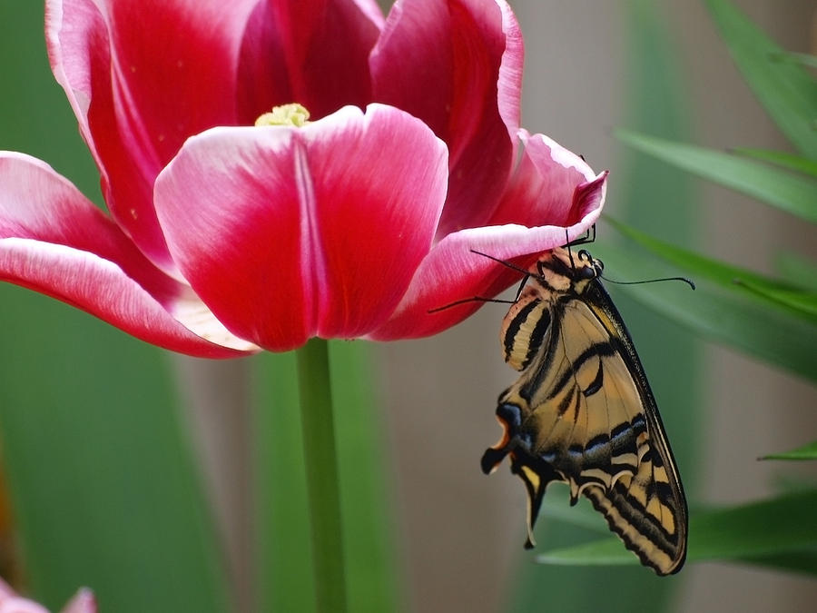 A Butterflies Angle Photograph by Teri Schuster