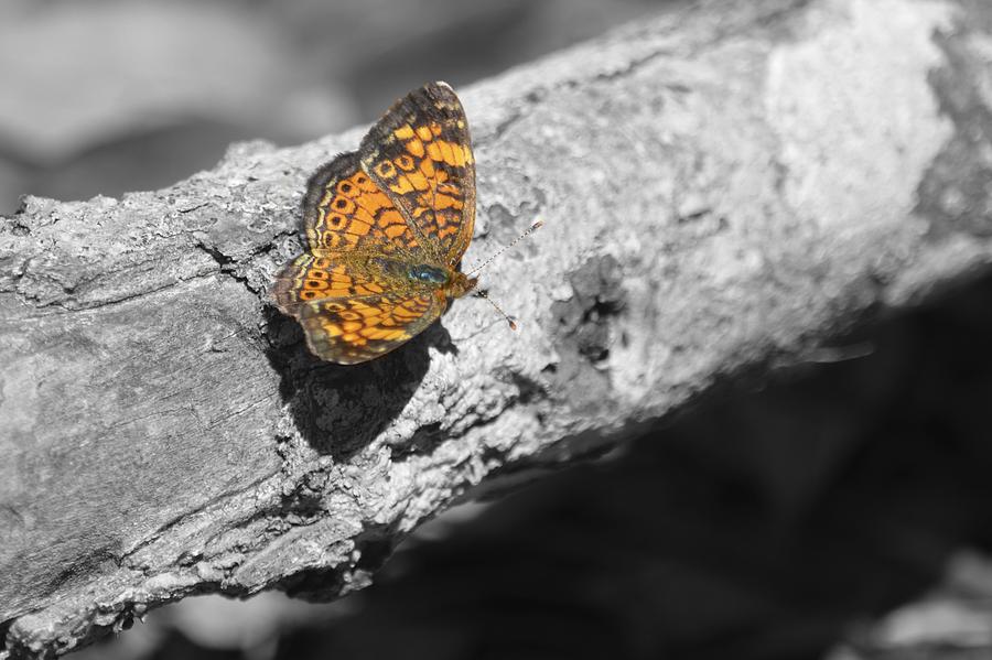 A Butterfly Photograph by Alex King
