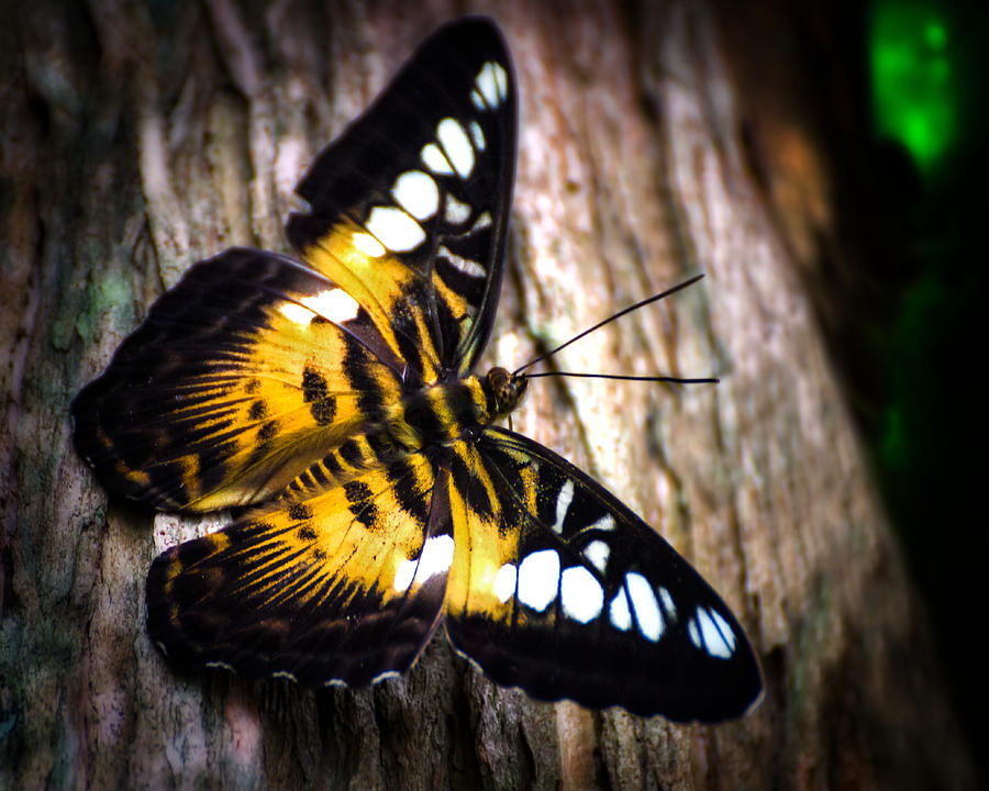 A Butterfly in the Forest Photograph by Mark Andrew Thomas