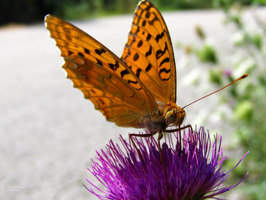 A Butterfly on the Thistle Photograph by Alexandros Daskalakis