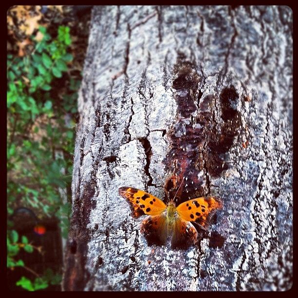 A Butterfly On The Trunk Of The Tallest Photograph by Michelle Serna