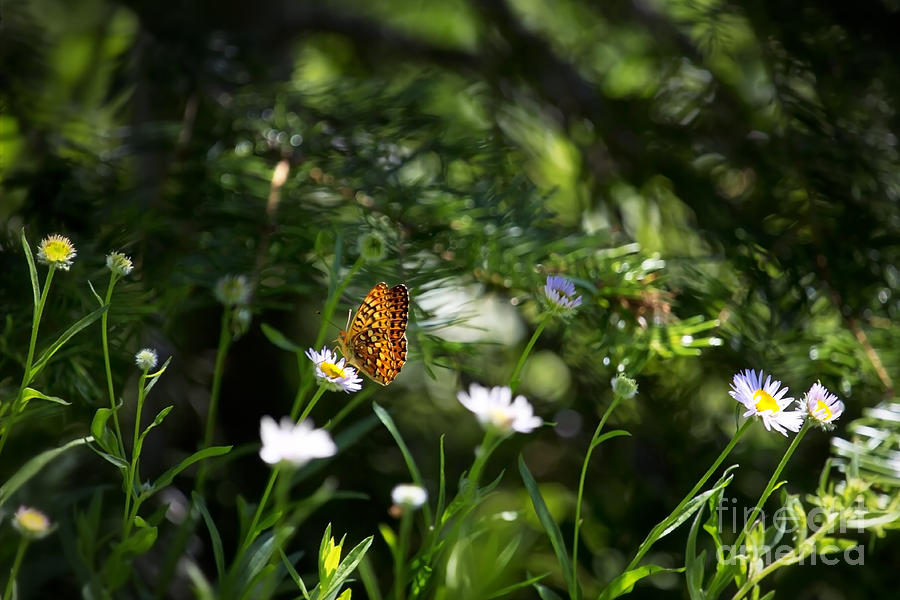 A Butterflys World Photograph by Belinda Greb