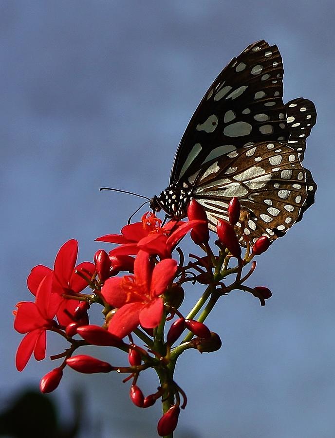 A Butterflys World Photograph by Bruce Bley