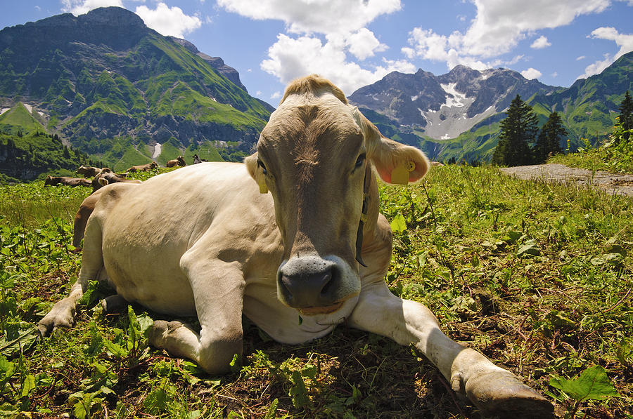 A Calf in the Mountains Photograph by Chevy Fleet