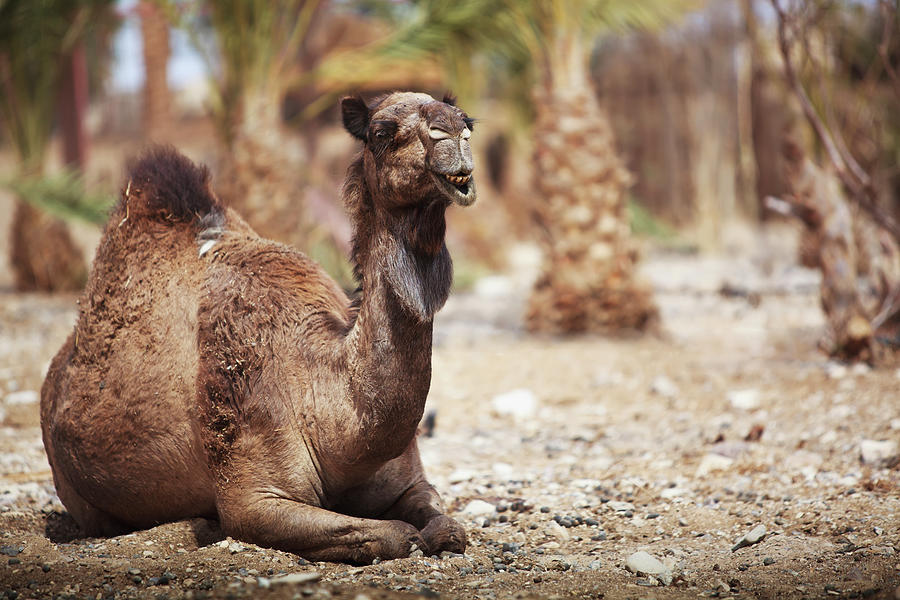 A Camel Sitting On The Ground Photograph by Reynold Mainse / Design Pics