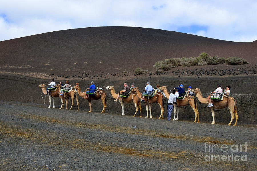 A camel train Photograph by Joe Cashin