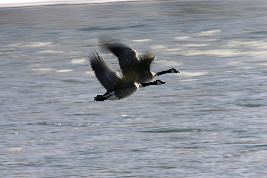 Winter Photograph - A Canada Goose Flies Over Open Water by Todd Korol