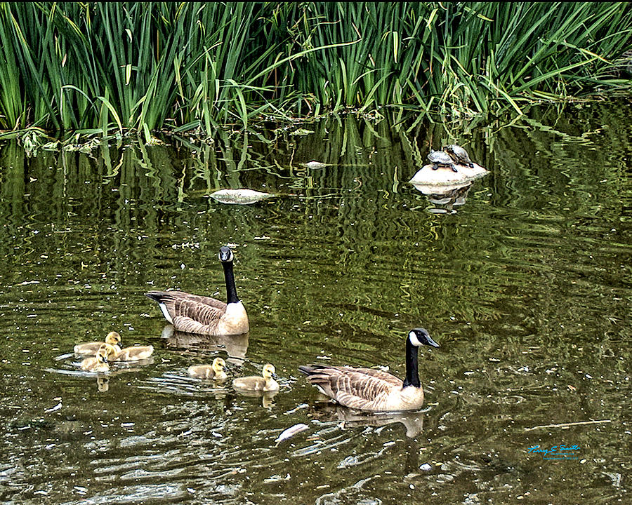 Canadian Geese Photograph - A Canadian Family 7573 by Torrey E Smith