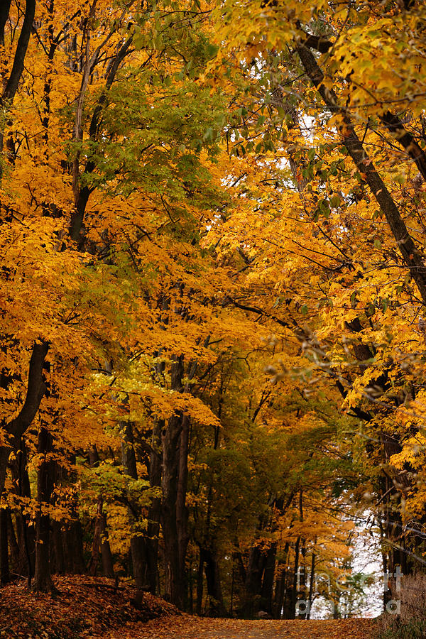 A Canapy of Golden Leaves Photograph by Linda Shafer