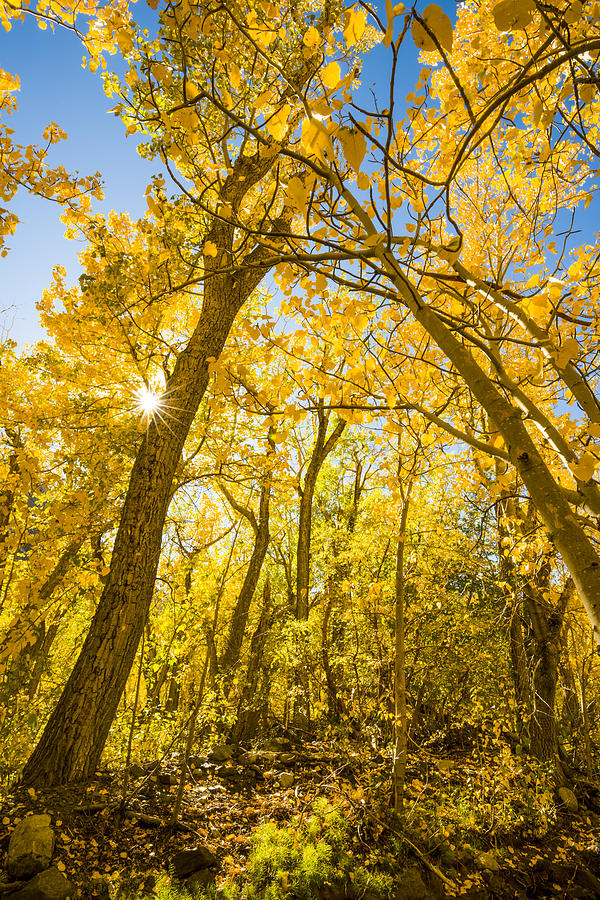 A canopy of aspens at McGee Creek in the Eastern Sierras Photograph by Joe Doherty