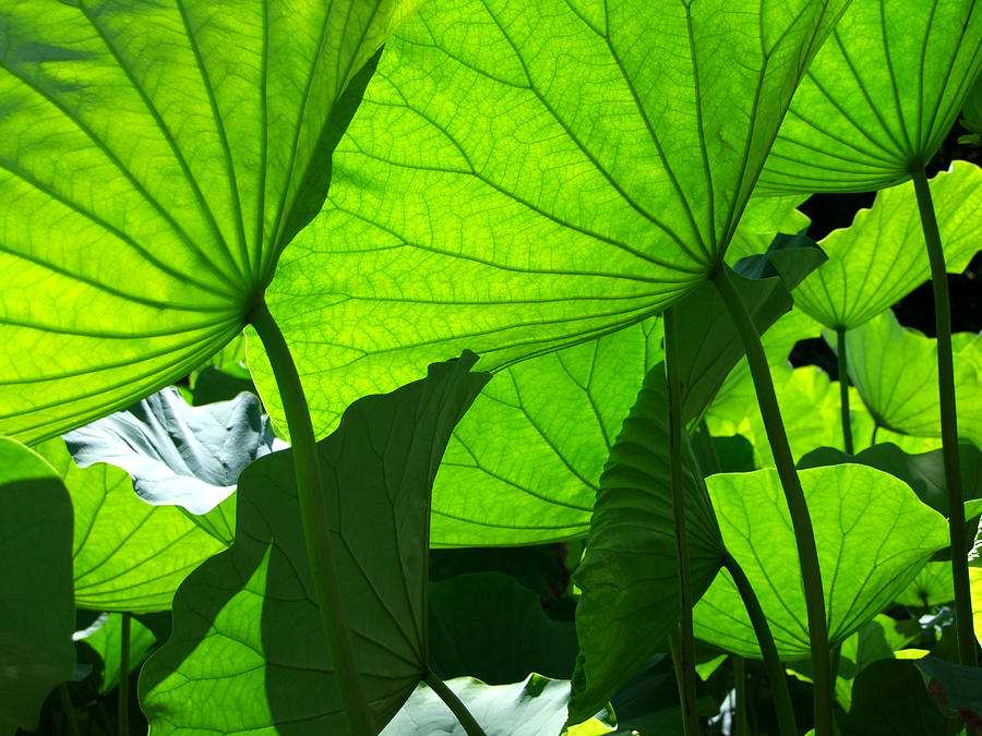 Summer Photograph - A Canopy of Lotus Leaves by Larry Knipfing