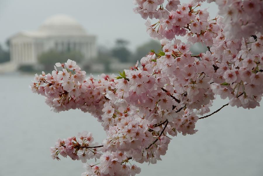 A Capital Cherry Blossom Photograph by Kathi Isserman