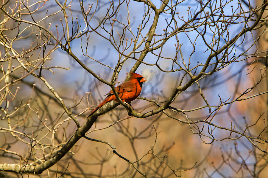 A Cardinal Day Photograph by Kathy Clark