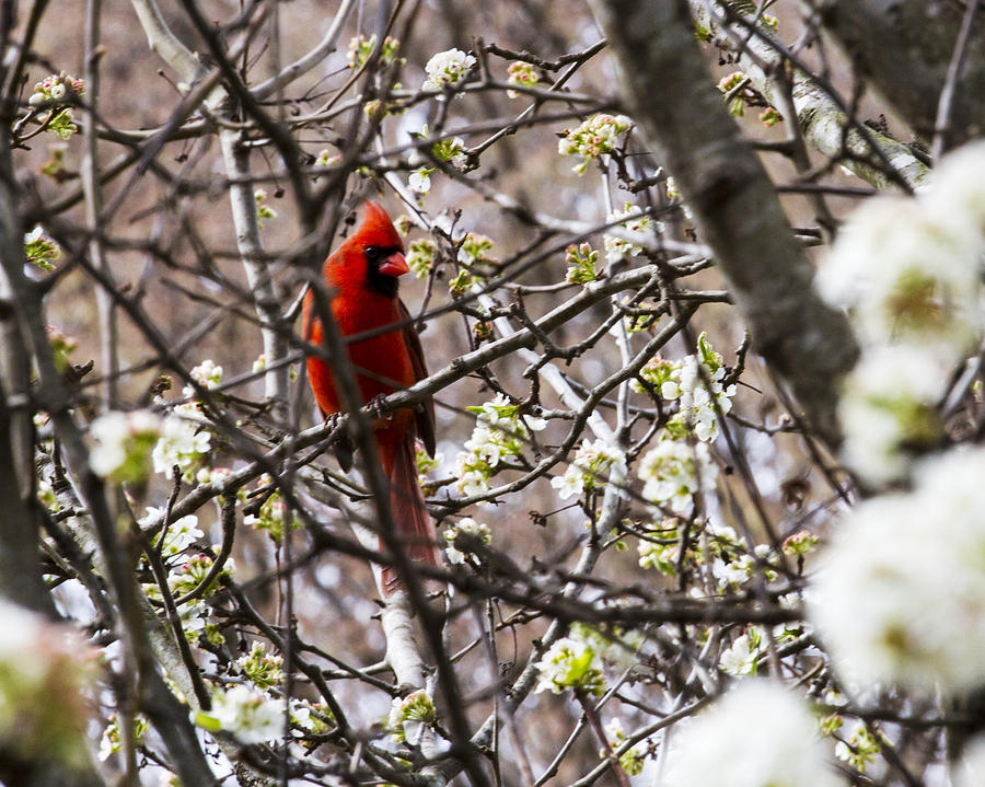 A Cardinal in a Pear Tree Photograph by Barry Jones