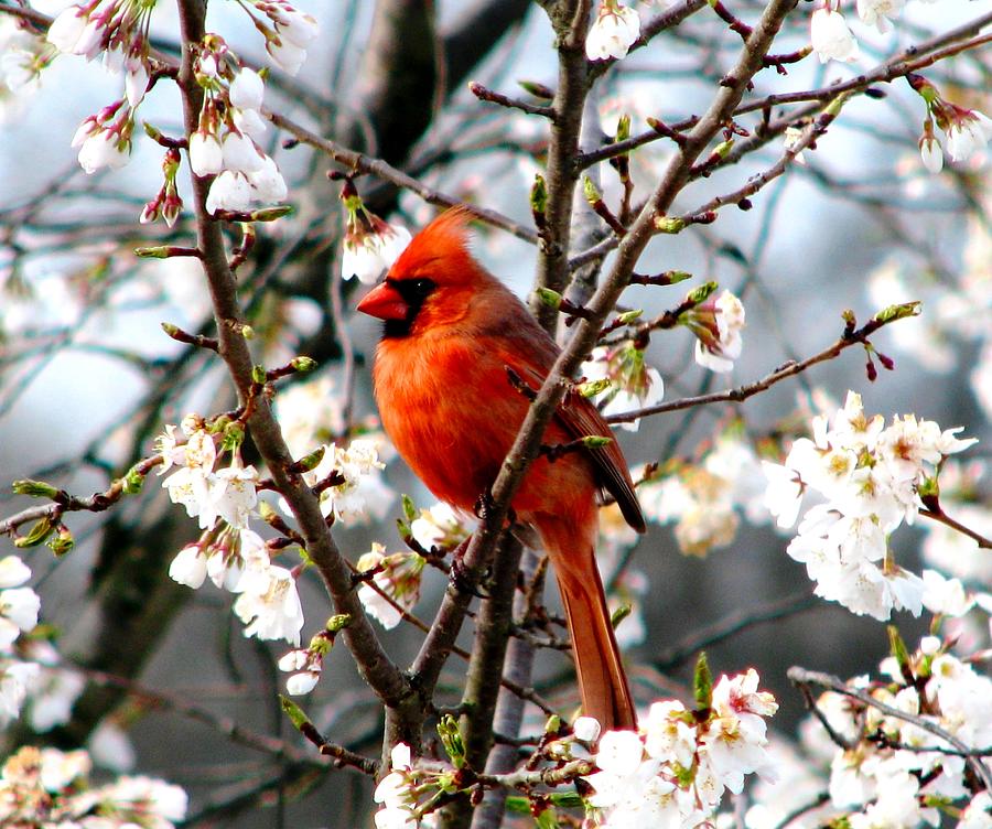 A Cardinal In The Apple Blossoms Photograph by Angela Davies