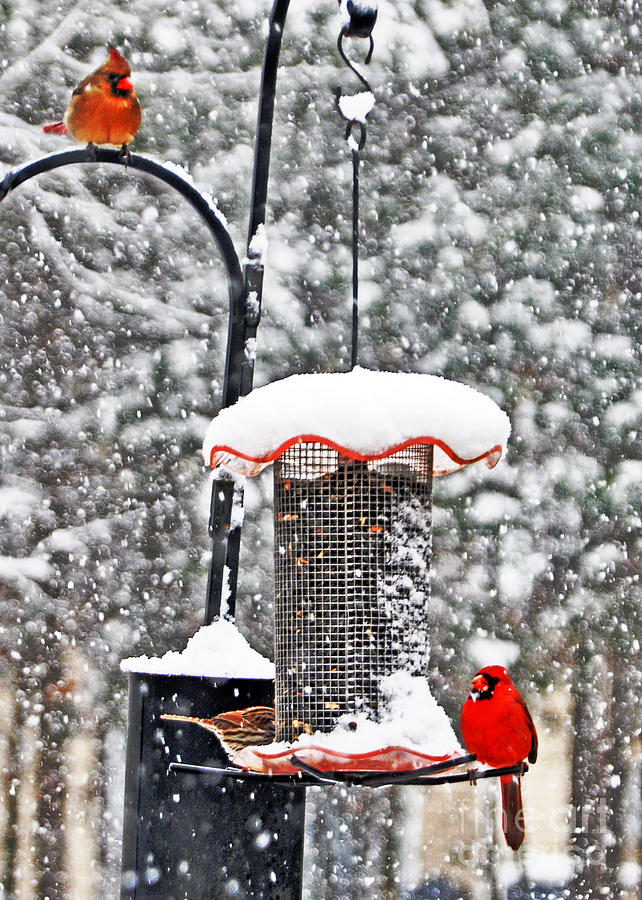 A Cardinal Winter Photograph by Lydia Holly
