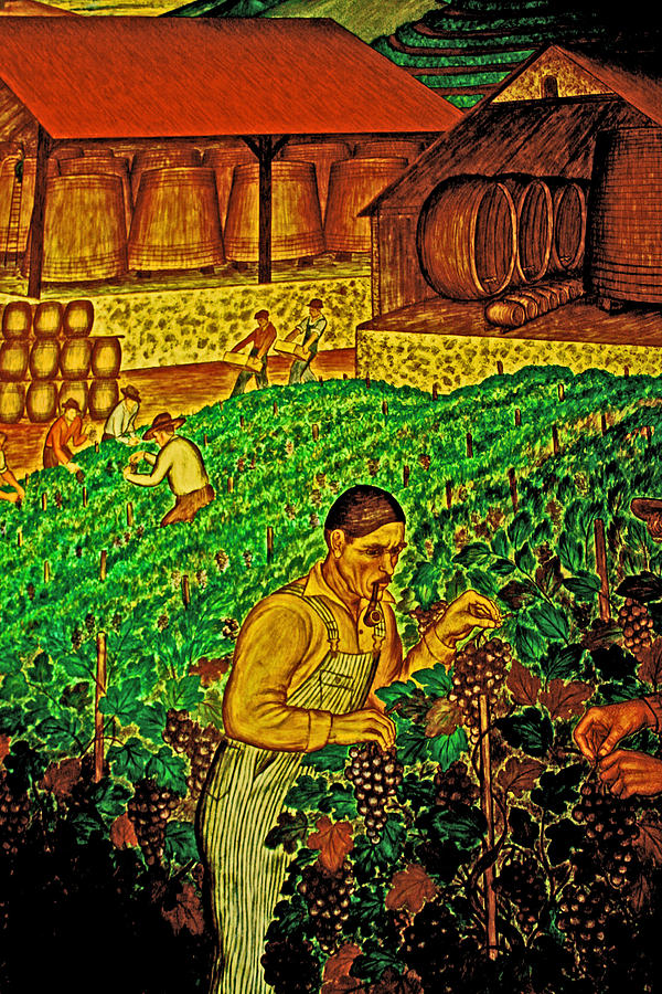 A Caring Vineyard Artist Photograph by Joseph Coulombe