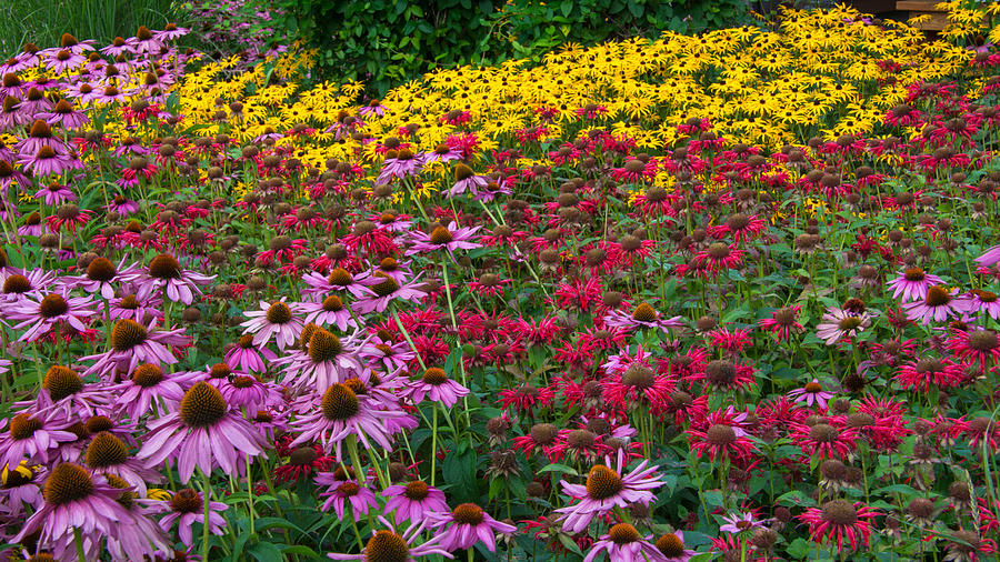 A Carpet of Color Photograph by Guy Whiteley