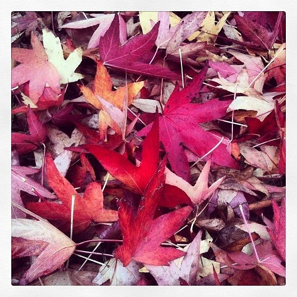 Tree Photograph - A Carpet Of Fallen Leaves #autumn #leaf by Steve Cox