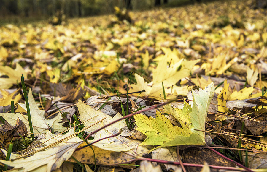 A carpet of leaves Photograph by Arkady Kunysz