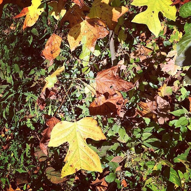 Fall Photograph - A Cascade Of Foliage #autumn #fall by Jan Pan