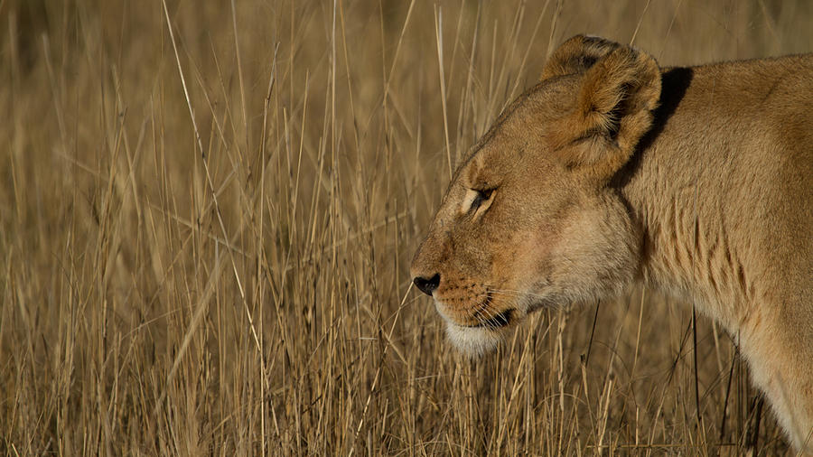 A casual moment before the hunt Photograph by Rhonda Dorsett - Fine Art ...