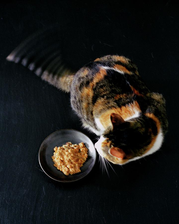 A Cat Beside A Dish Of Cat Food Photograph by Romulo Yanes
