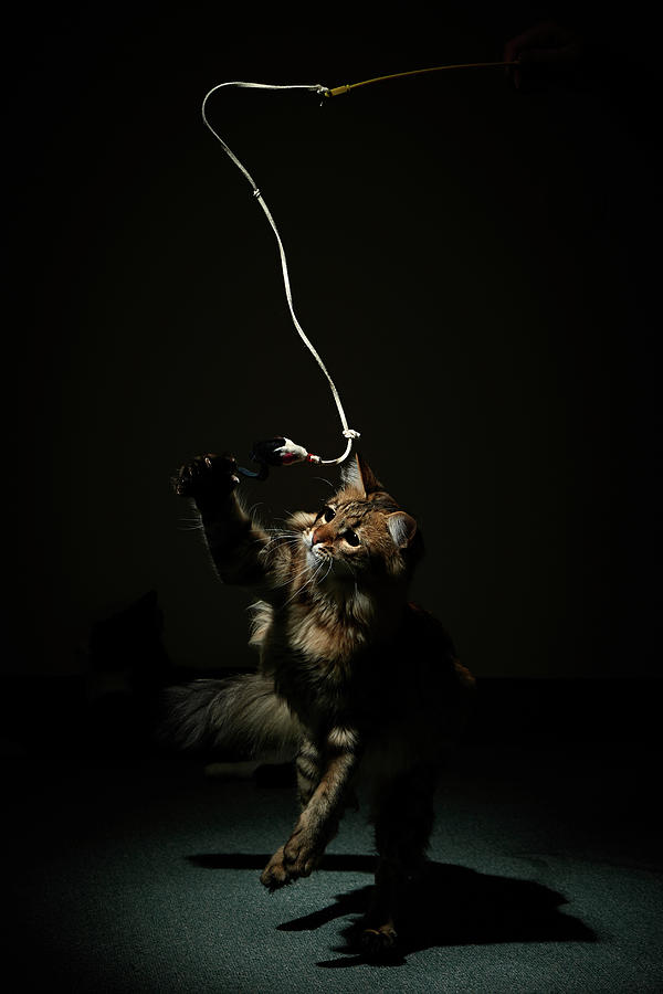 A Cat Chasing A String In Narrow Photograph by Akimasa Harada