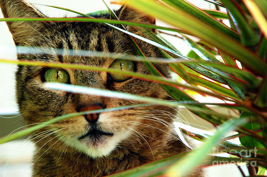 A cat hides behind a plant 3 Photograph by Micah May