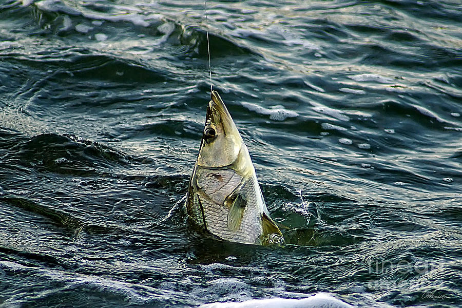 A Catch Photograph by Olga Hamilton