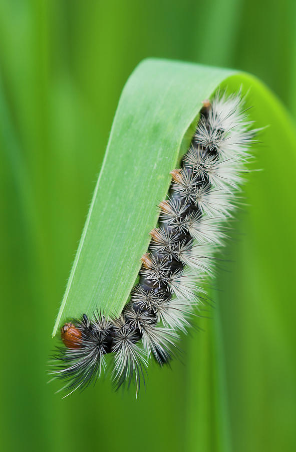 A Caterpillar Eats Grass  Astoria Photograph by Robert L. Potts
