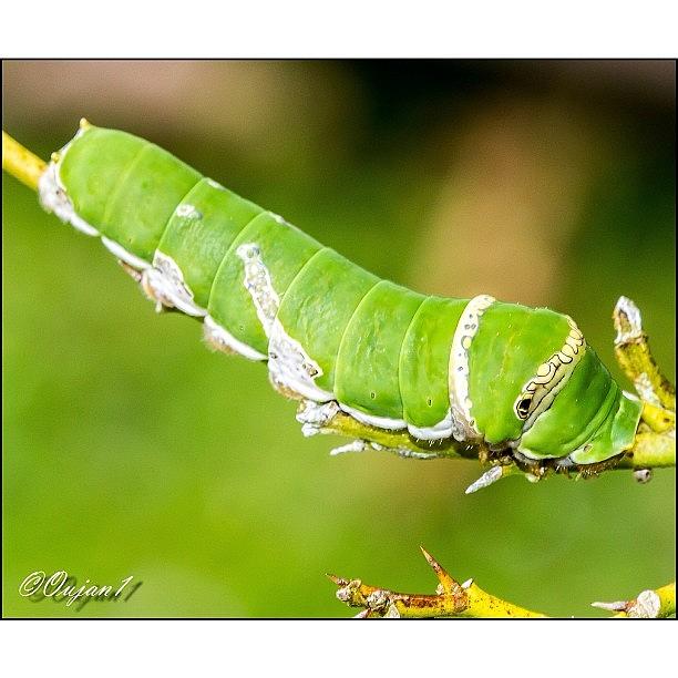 Nature Photograph - A Caterpillar On A Branch Of Lemon Tree by Ahmed Oujan
