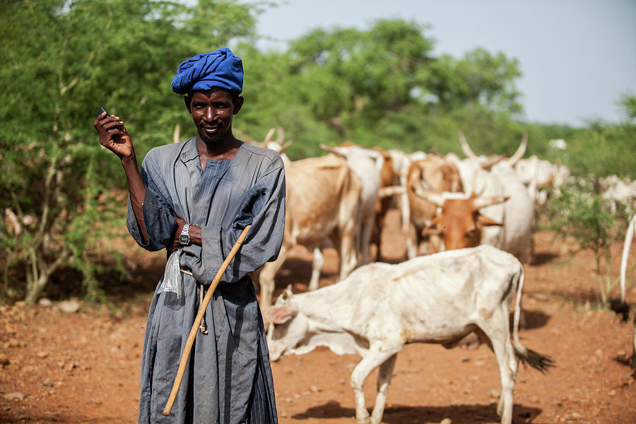 A Cattle Herder With Mobile Phone Photograph by Simon Rawles