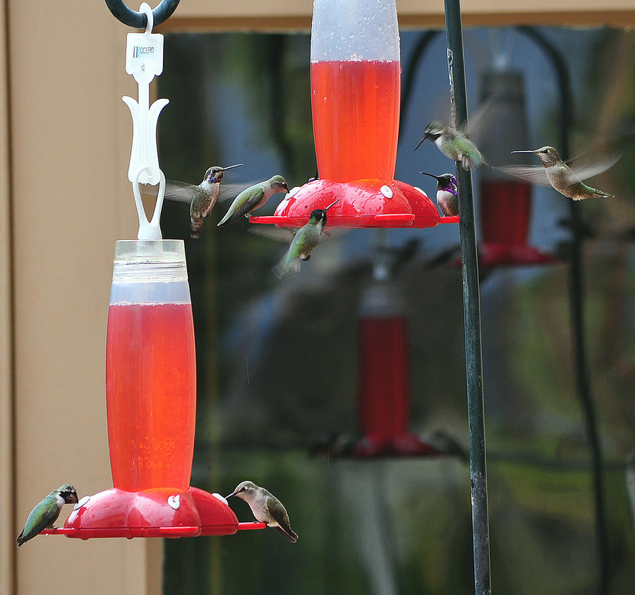 A Charm of Hummingbirds Photograph by Jay Milo