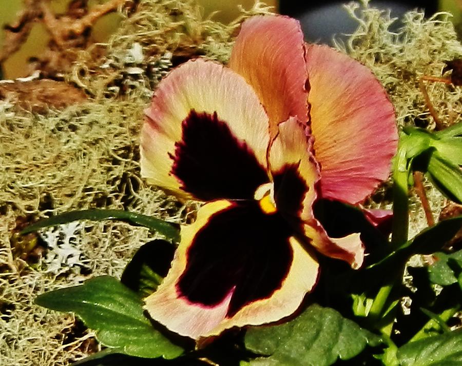 A Charming Pansy Photograph by VLee Watson