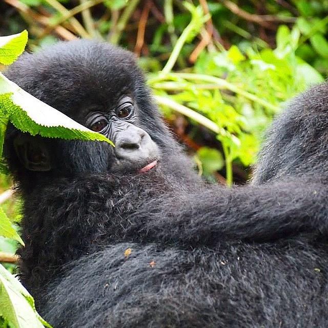 Animal Photograph - A Cheeky #baby #mountain #gorilla by Philip Murphy