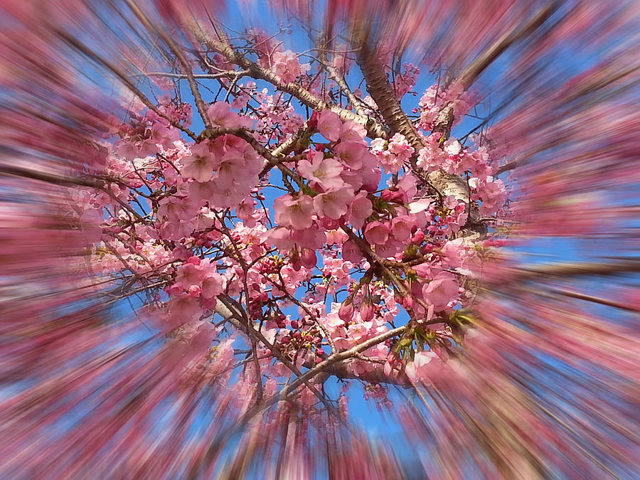 Flower Photograph - A Cherry Blossom Burst by Emmy Marie Vickers